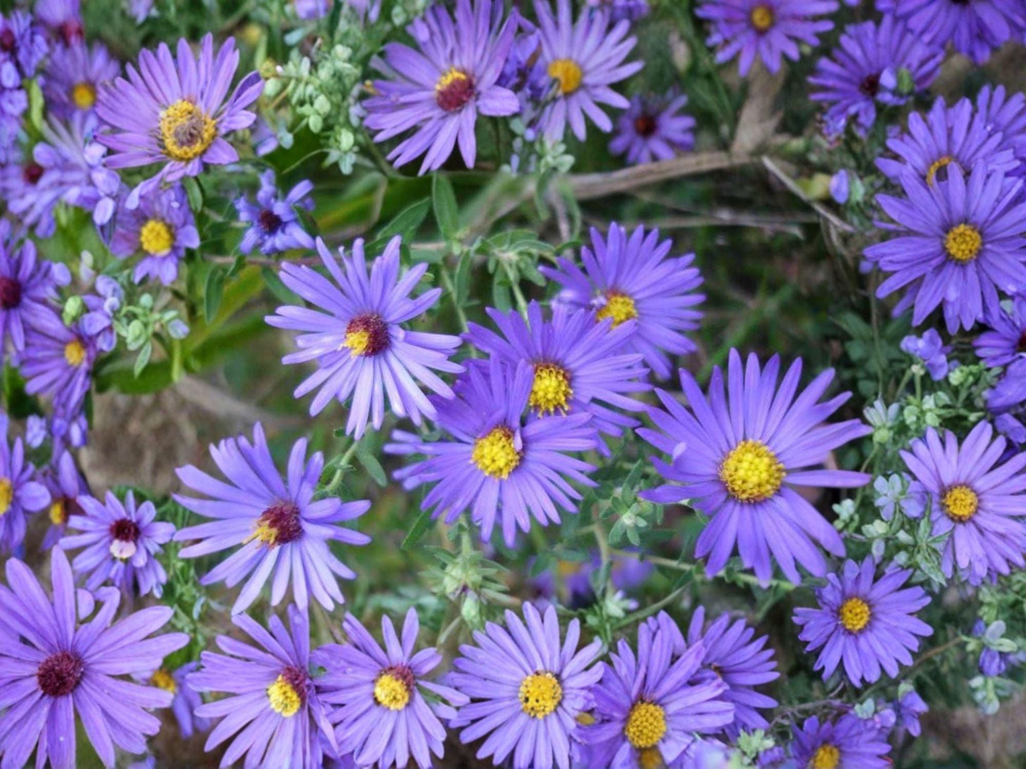 Aromatic Aster Seeds | Native Perennial Wildflower for Pollinator Gardens | Symphyotrichum oblongifolium, Purple Blooms