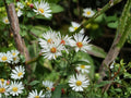 Symphyotrichum pilosus Heath Aster Seeds – Native Perennial Wildflower for Pollinator Gardens, Drought Tolerant, Fall Blooming