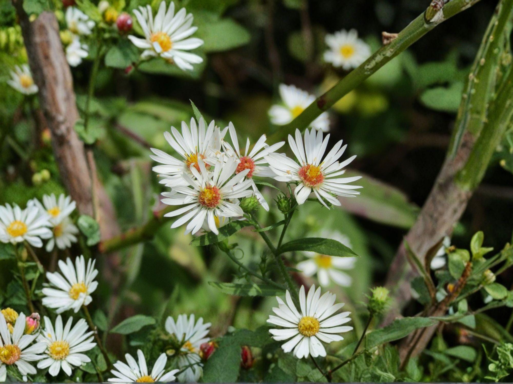 Symphyotrichum pilosus Heath Aster Seeds – Native Perennial Wildflower for Pollinator Gardens, Drought Tolerant, Fall Blooming