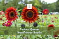 50 Velvet Queen Sunflower Seeds – Deep Red Helianthus annuus for Garden Beds, Borders & Cut Flowers