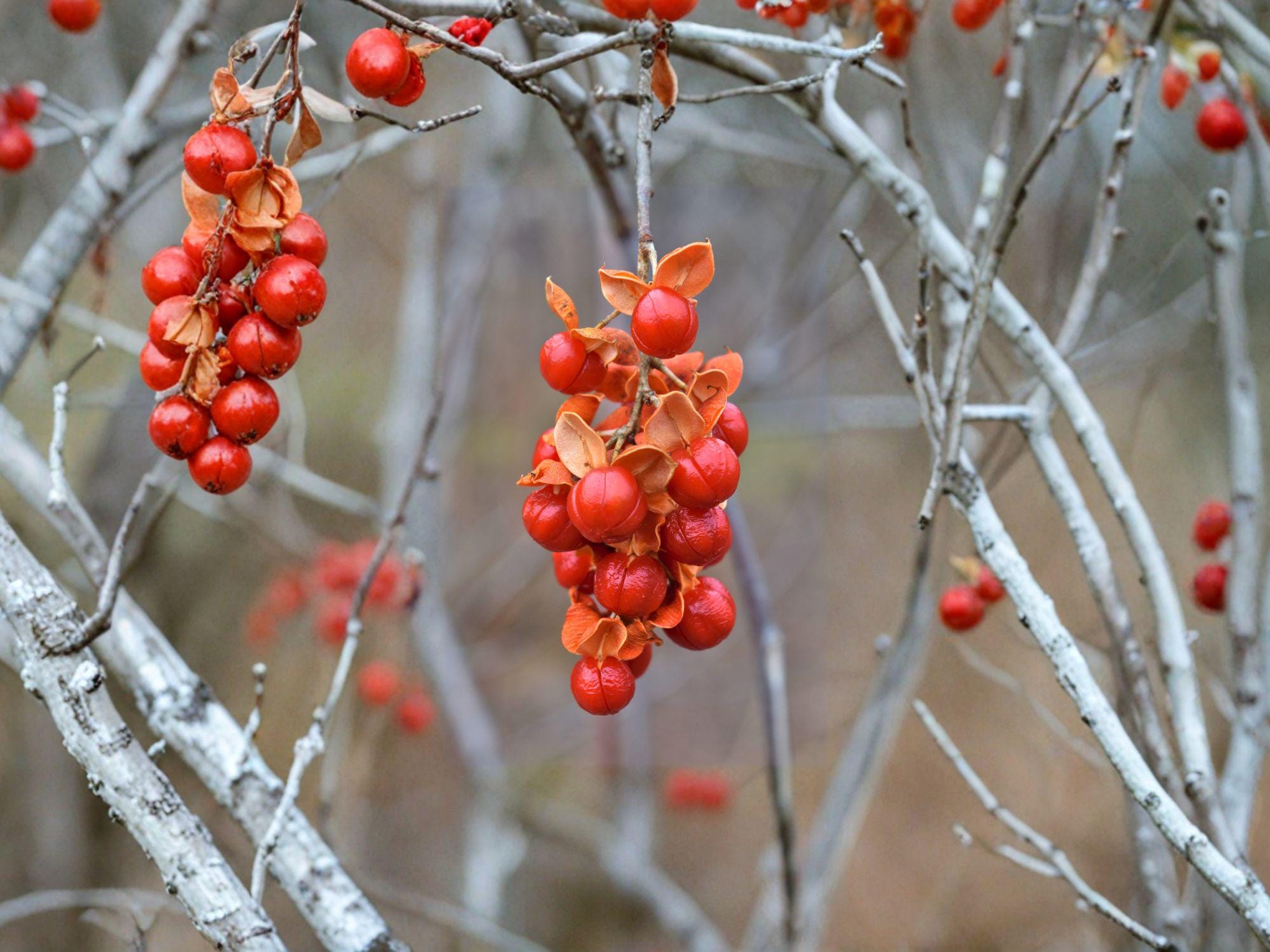 American Bittersweet Seeds | Native Perennial Woody Vine | Fall Color & Wildlife Plant | Celastrus scandens