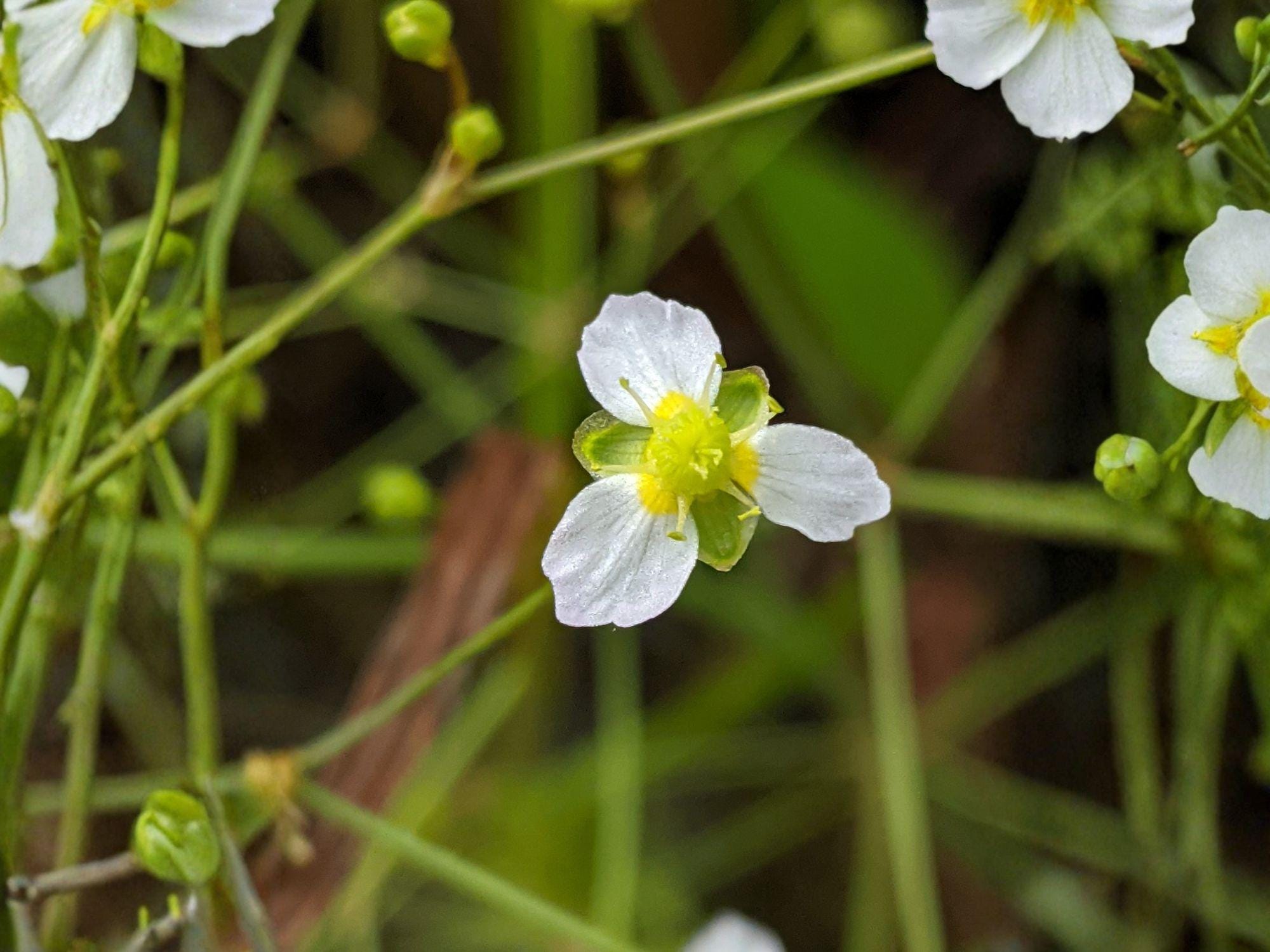 Alisma triviale Large-flowered Water Plantain Seeds | Native Aquatic Perennial for Ponds & Wetlands