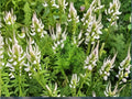 Veronicastrum Virginicum Culver’s Root Seeds – Native Prairie Wildflower for Pollinator Gardens, Perennial, 2,500 Seeds