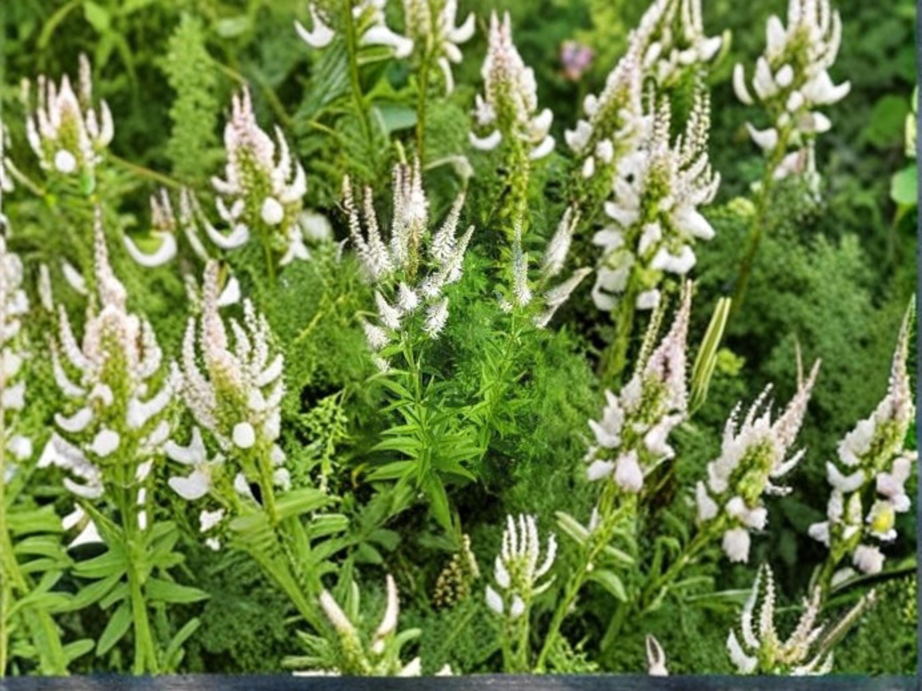 Veronicastrum Virginicum Culver’s Root Seeds – Native Prairie Wildflower for Pollinator Gardens, Perennial, 2,500 Seeds