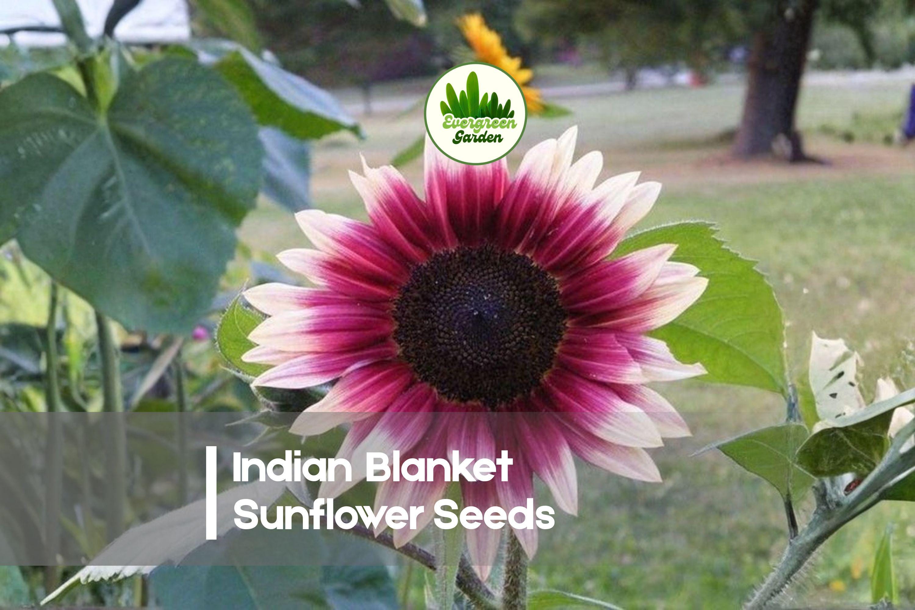25 Indian Blanket Sunflower Seeds - Gaillardia pulchella, Vibrant Red and Yellow Bicolor, Drought Tolerant, Pollinator Attracting Annual