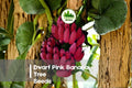 Dwarf Pink Banana Seeds – Compact Tropical Musa velutina for Indoor, Patio & Garden Growth, Bright Pink Bananas
