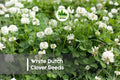 White Dutch Clover Seeds - Perennial Ground Cover, Lawn Alternative, Pollinator-Friendly, Trifolium repens