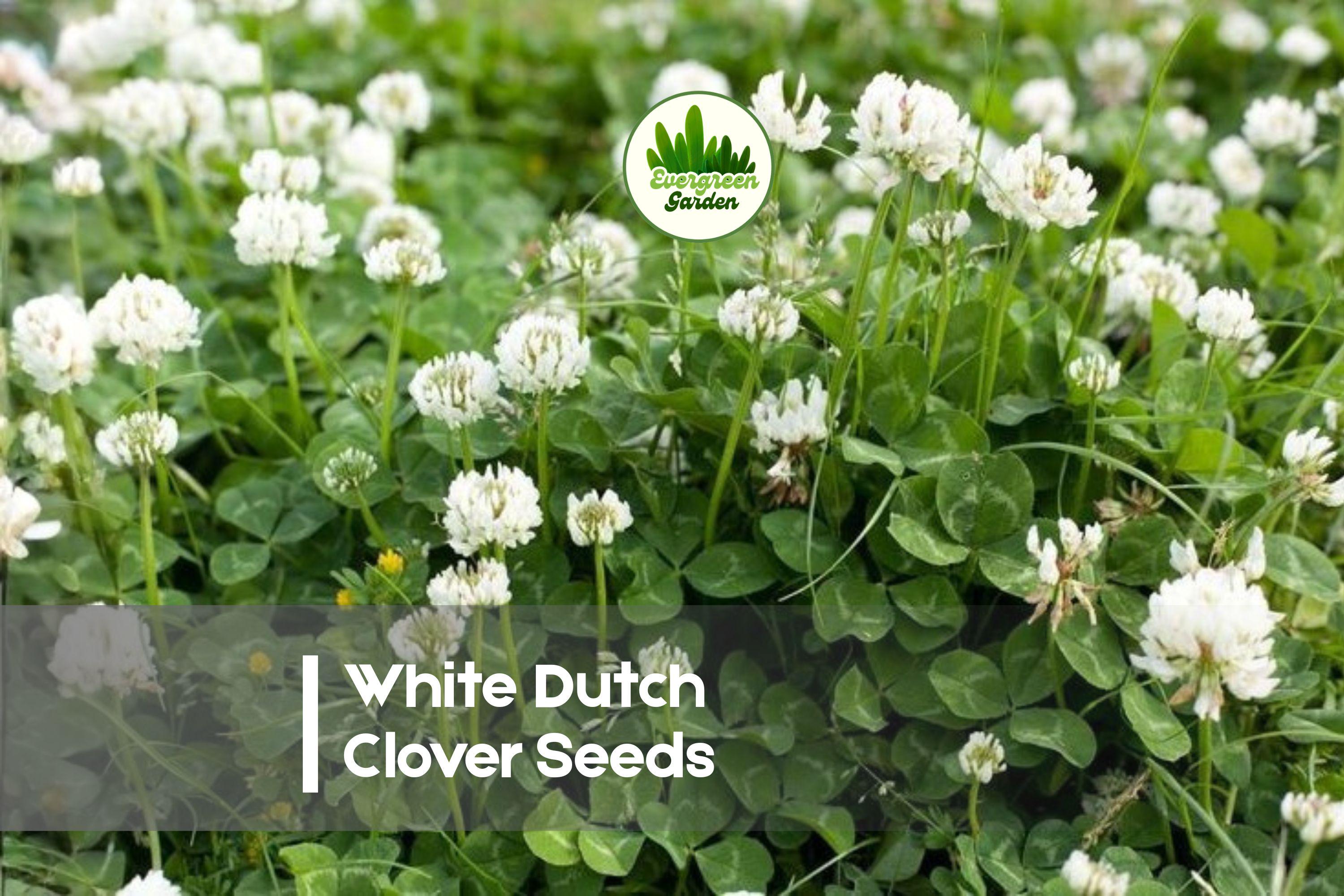 White Dutch Clover Seeds - Perennial Ground Cover, Lawn Alternative, Pollinator-Friendly, Trifolium repens