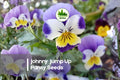 Johnny Jump Up Pansy Seeds, Viola tricolor, 1000+ Pack, Bright Tricolor Blooms, Hardy Annual for Borders & Containers