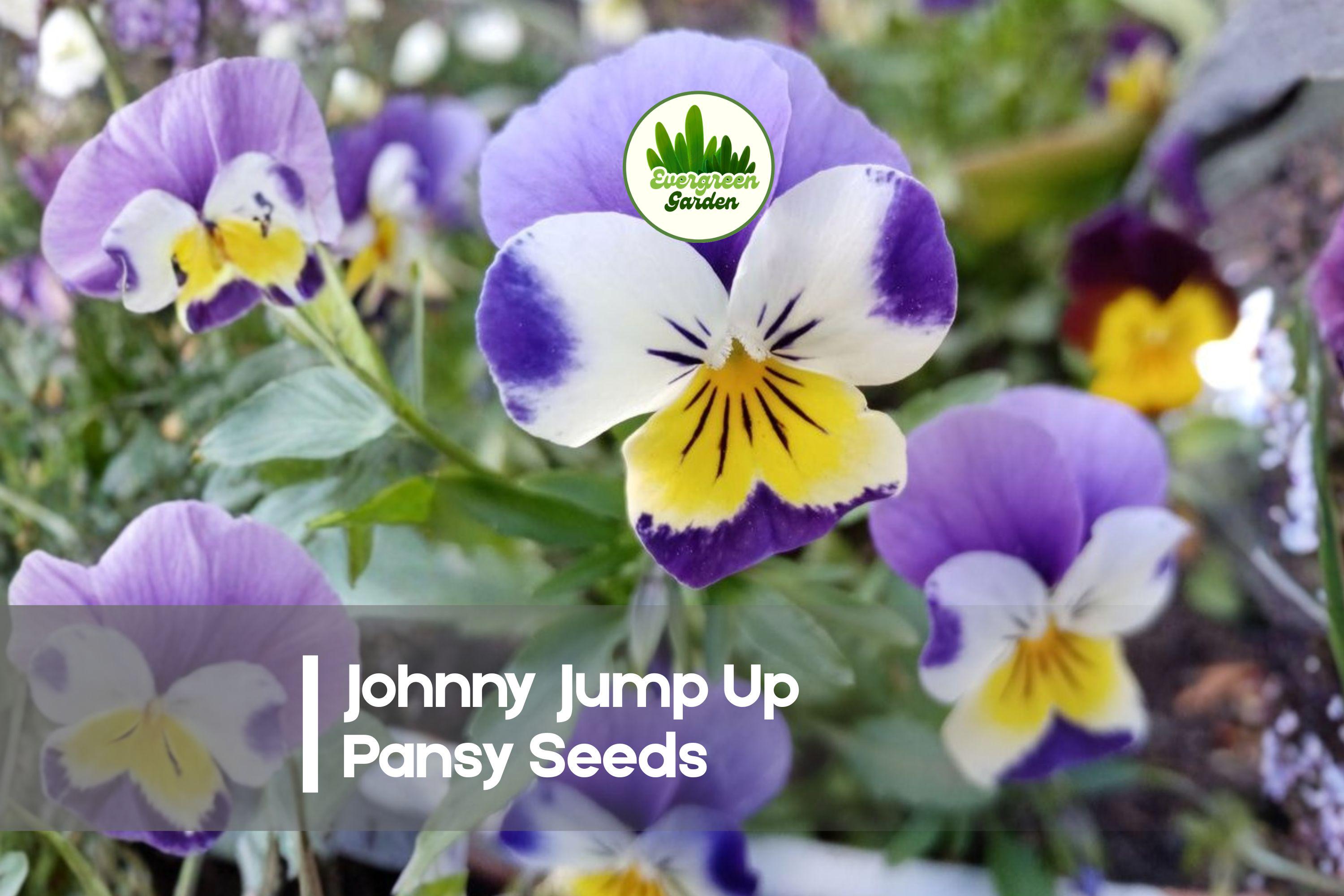 Johnny Jump Up Pansy Seeds, Viola tricolor, 1000+ Pack, Bright Tricolor Blooms, Hardy Annual for Borders & Containers