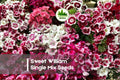 250+ Sweet William Single Mix Seeds – Dianthus barbatus, Cottage Garden, Fragrant Clusters, Pollinator Friendly, Easy to Grow