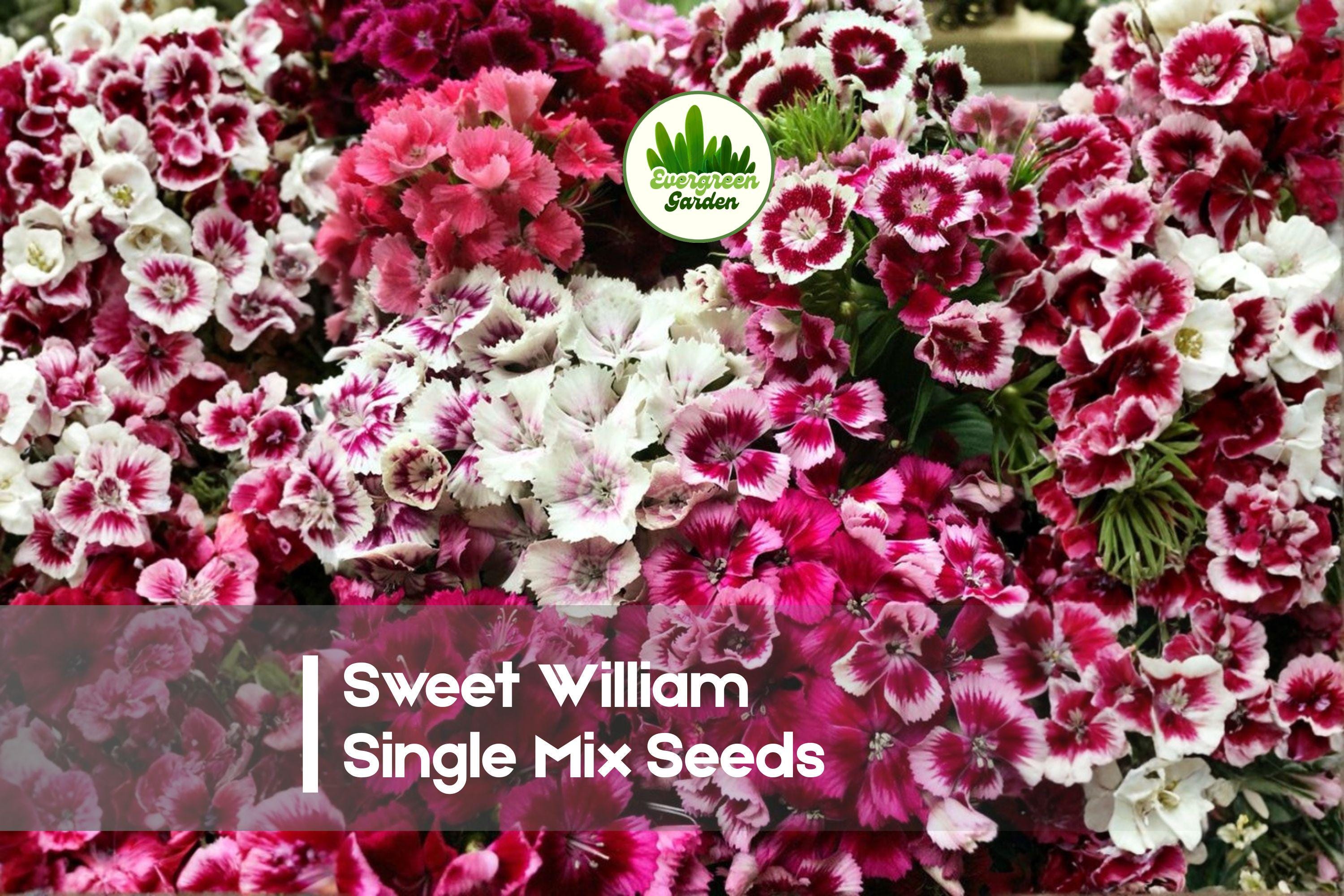250+ Sweet William Single Mix Seeds – Dianthus barbatus, Cottage Garden, Fragrant Clusters, Pollinator Friendly, Easy to Grow