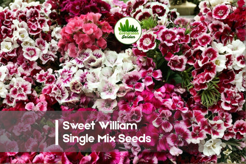 250+ Sweet William Single Mix Seeds – Dianthus barbatus, Cottage Garden, Fragrant Clusters, Pollinator Friendly, Easy to Grow