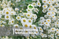 Pearly Everlasting Wildflower Seeds – Anaphalis margaritacea – Native Perennial with White Pearl-Like Blooms for Dried Arrangements & Pollinator Gardens