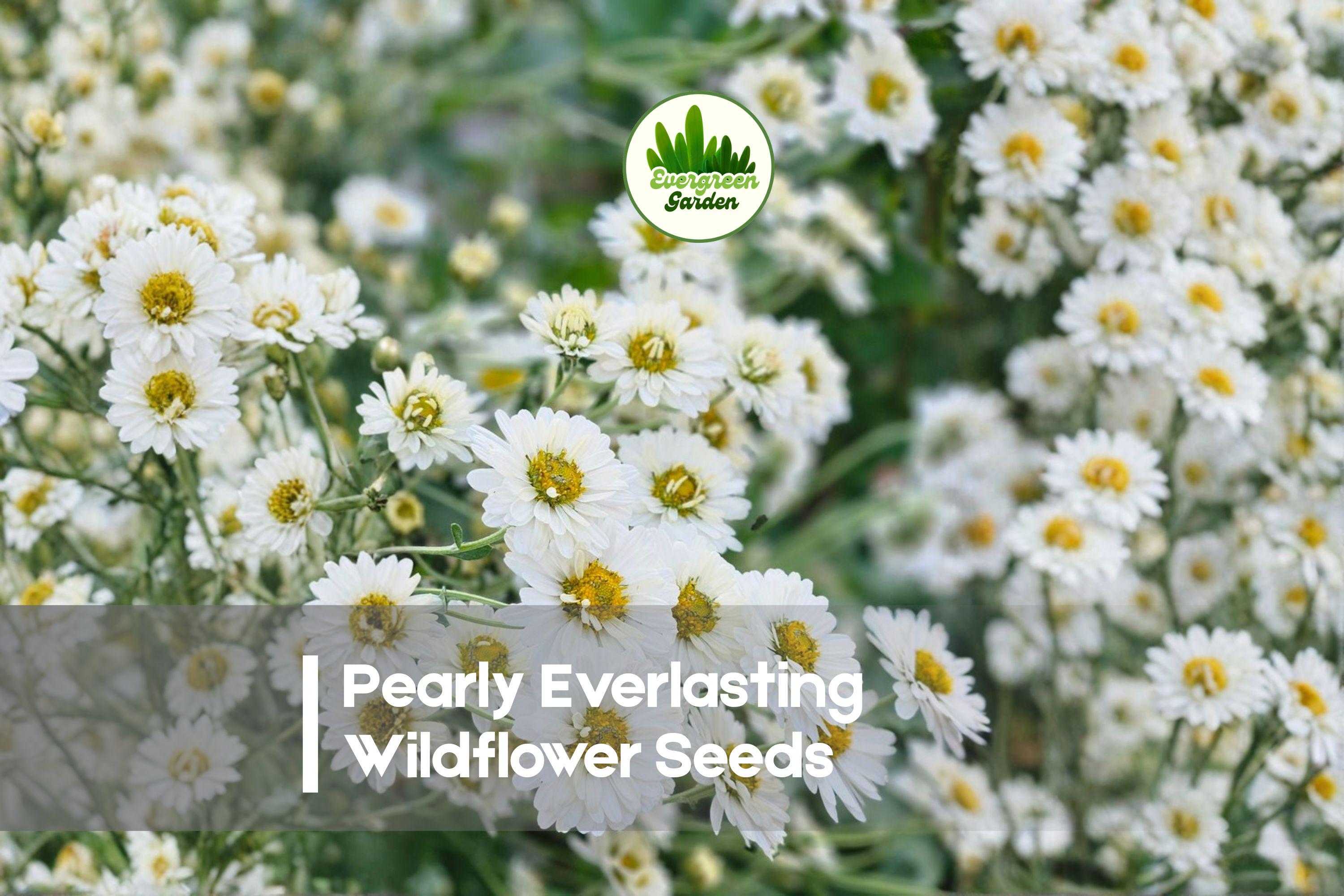 Pearly Everlasting Wildflower Seeds – Anaphalis margaritacea – Native Perennial with White Pearl-Like Blooms for Dried Arrangements & Pollinator Gardens