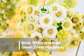 100 Zinnia elegans Seeds - Snow White & Green Mix, Annual Flowers for Borders, Cut Flowers, Pollinator Gardens