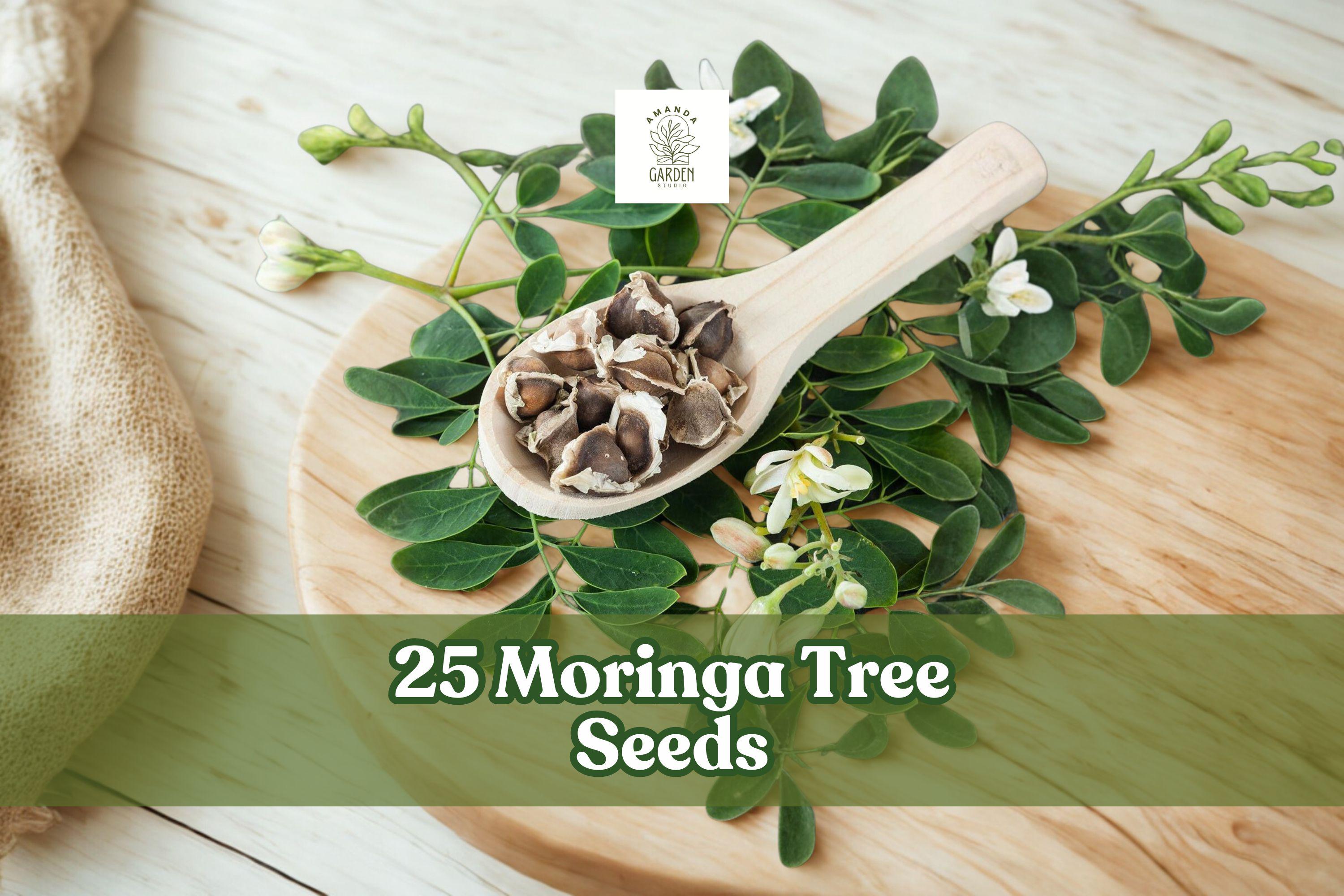 25 Moringa oleifera Tree Seeds for Planting | Fast-Growing Tropical Garden Tree Seeds