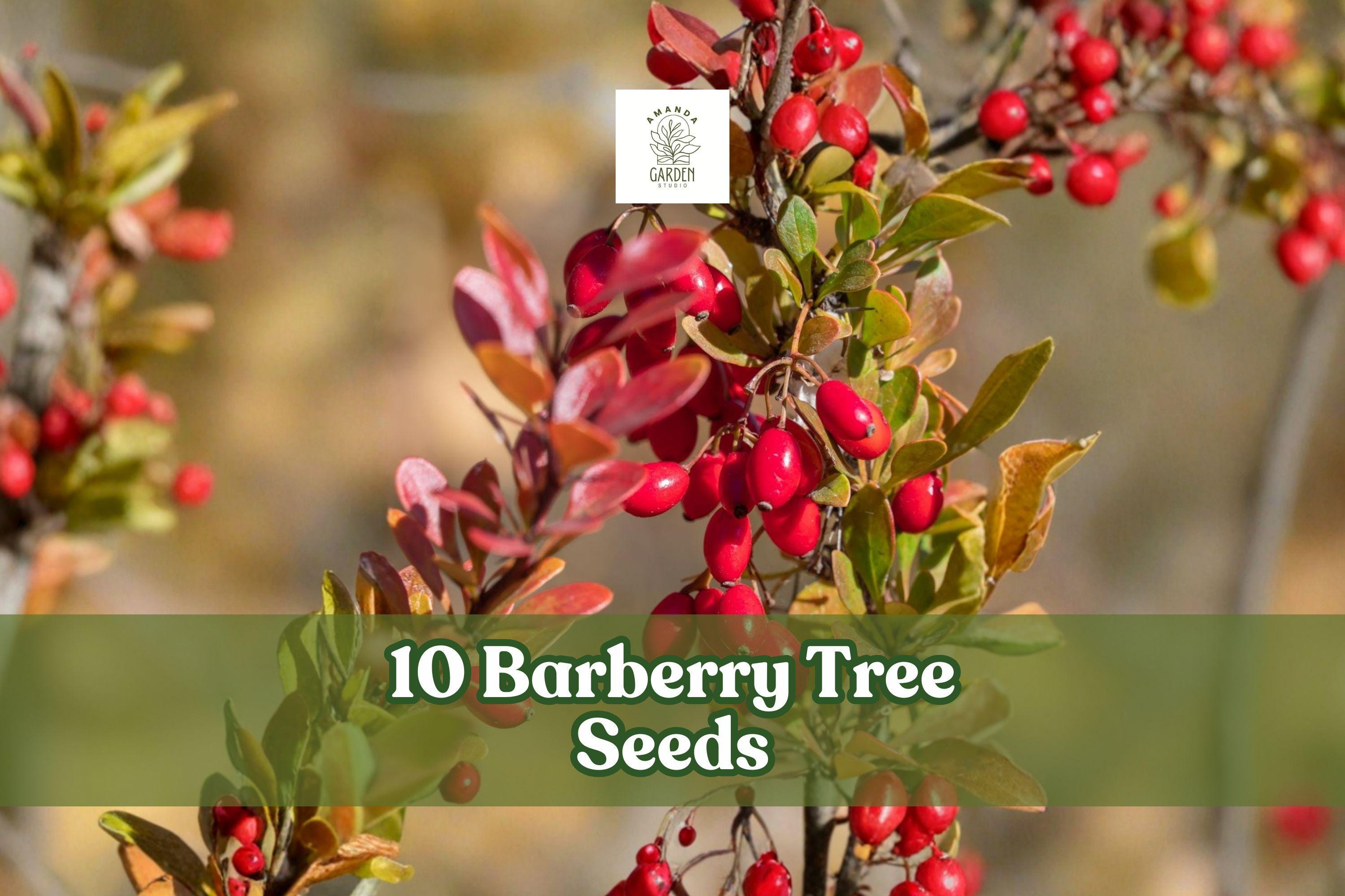 10 Barberry Tree Seeds Berberis vulgaris Hardy Ornamental Shrub for Garden & Hedge Planting