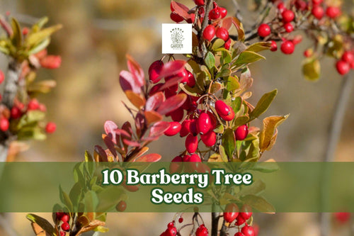 10 Barberry Tree Seeds Berberis vulgaris Hardy Ornamental Shrub for Garden & Hedge Planting