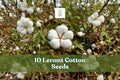 Levant Cotton Seeds – Gossypium herbaceum, Garden Planting, Annual Cotton, Educational Crop, Warm Climate