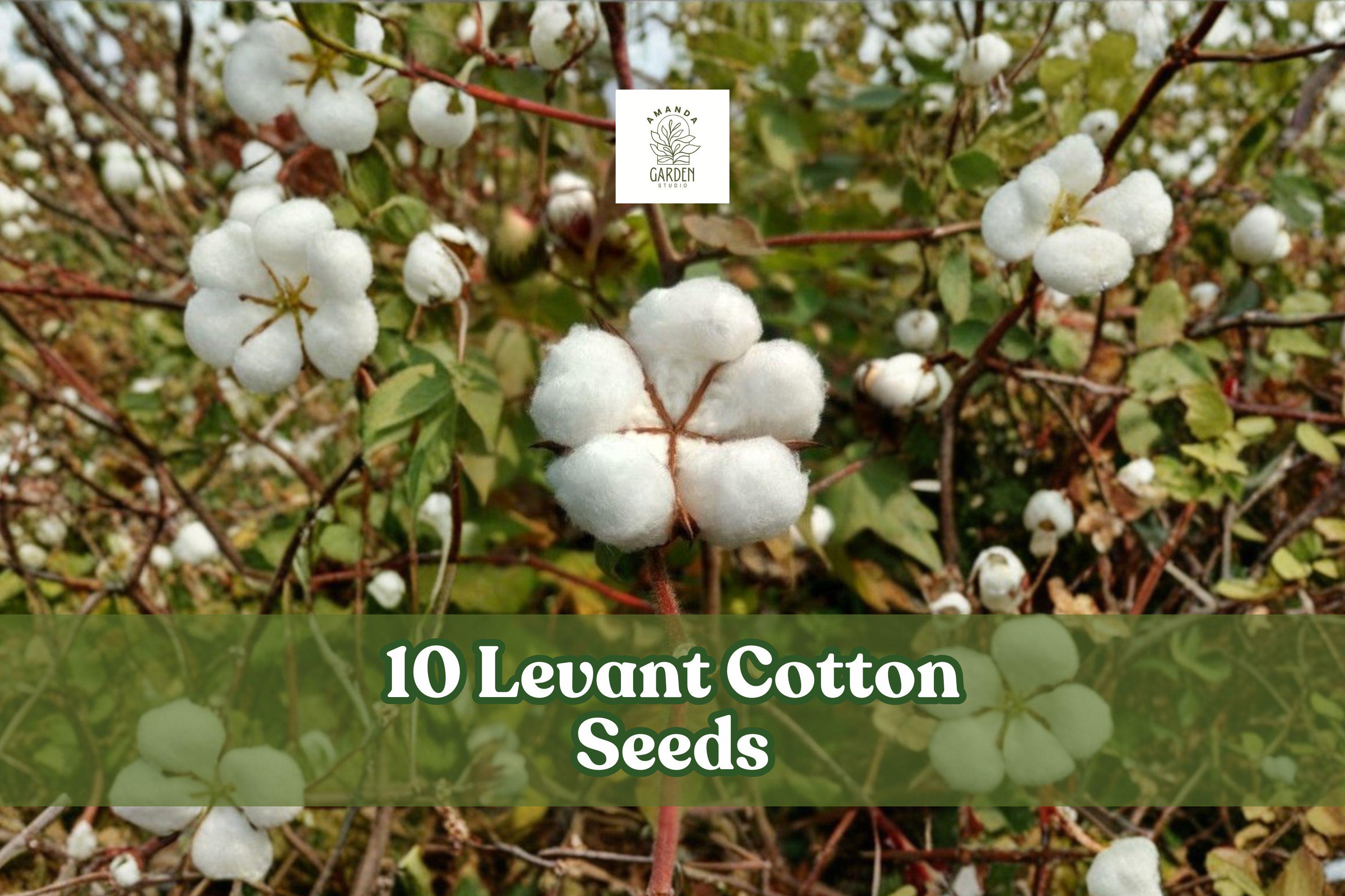 Levant Cotton Seeds – Gossypium herbaceum, Garden Planting, Annual Cotton, Educational Crop, Warm Climate