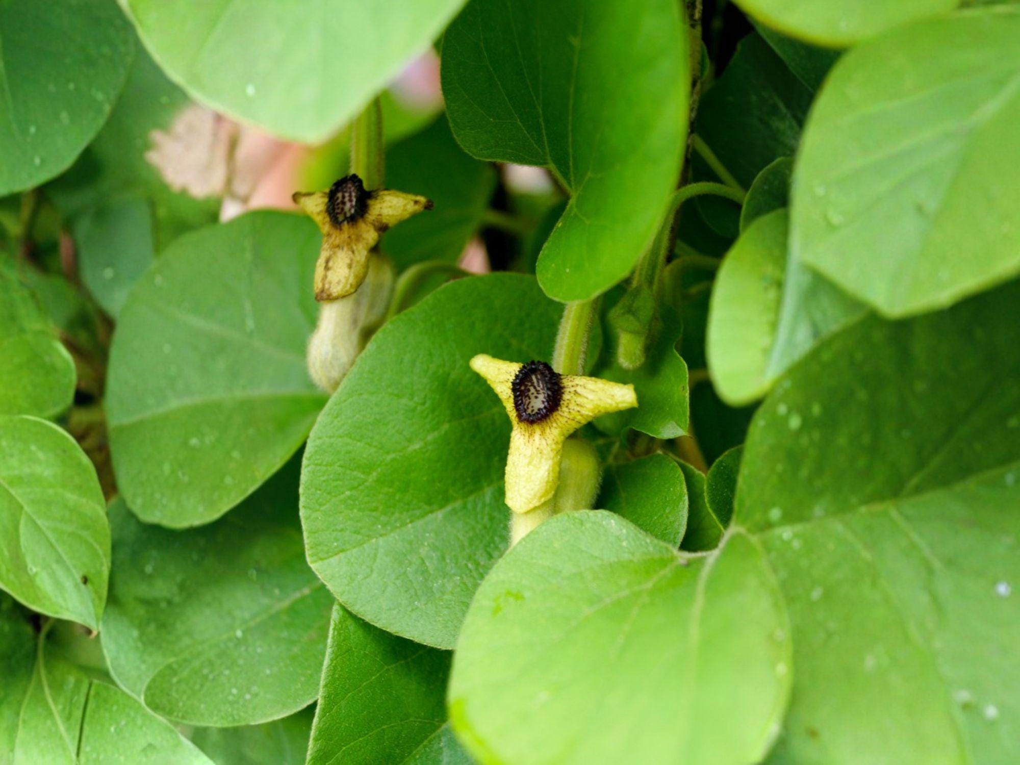 Aristolochia tomentosa Dutchman’s Pipevine Seeds – Native Perennial Climbing Vine for Wildlife & Pollinator Gardens