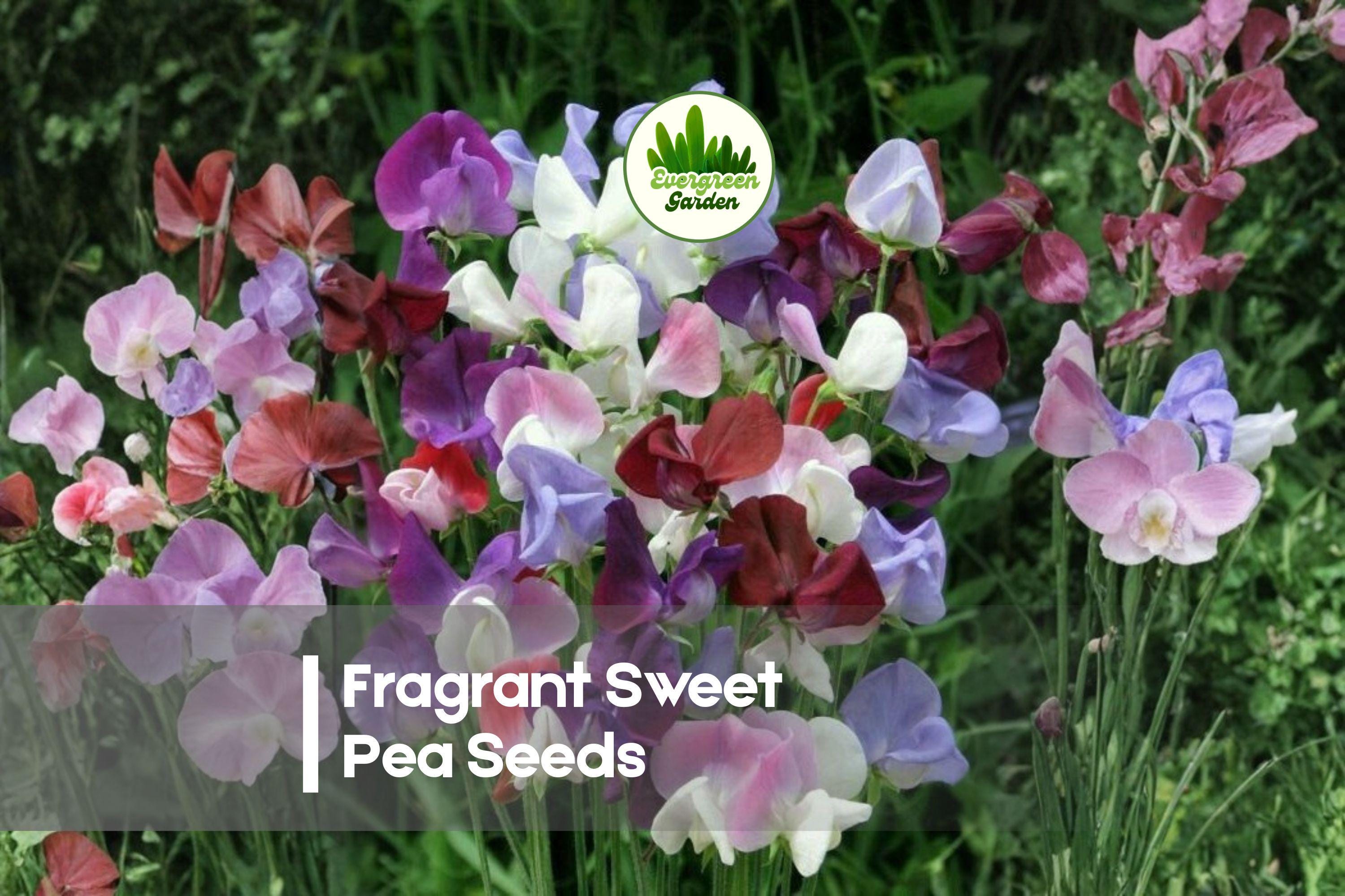 100 Fragrant Sweet Pea Seeds - Royal Family Variety, Climbing Annual Vine, Vibrant Colors, Highly Fragrant, Lathyrus odoratus
