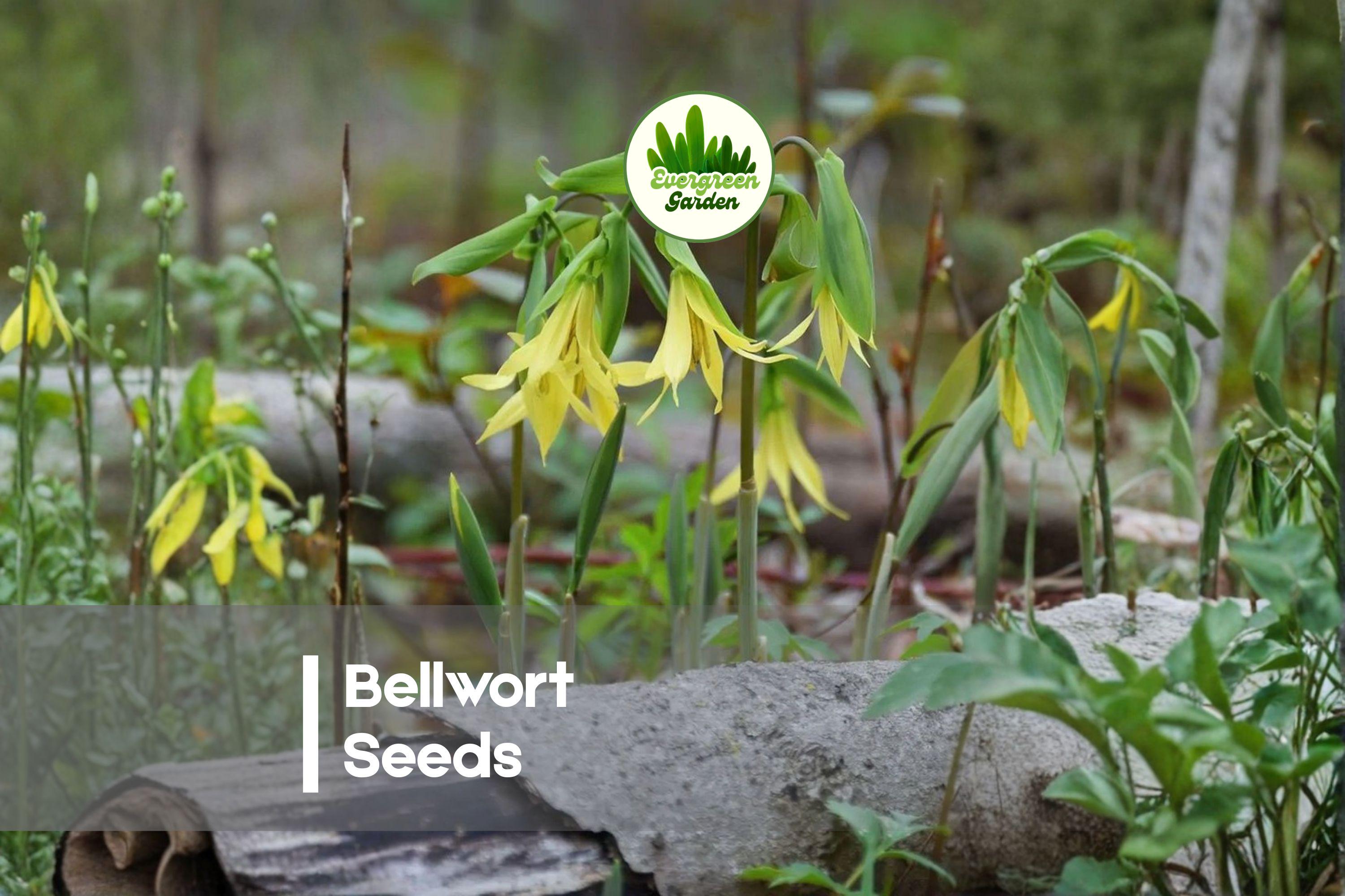 Bellwort Seeds - 10 Pack, Shade-Loving Perennial with Nodding Yellow Flowers, Uvularia Species for Woodland Gardens