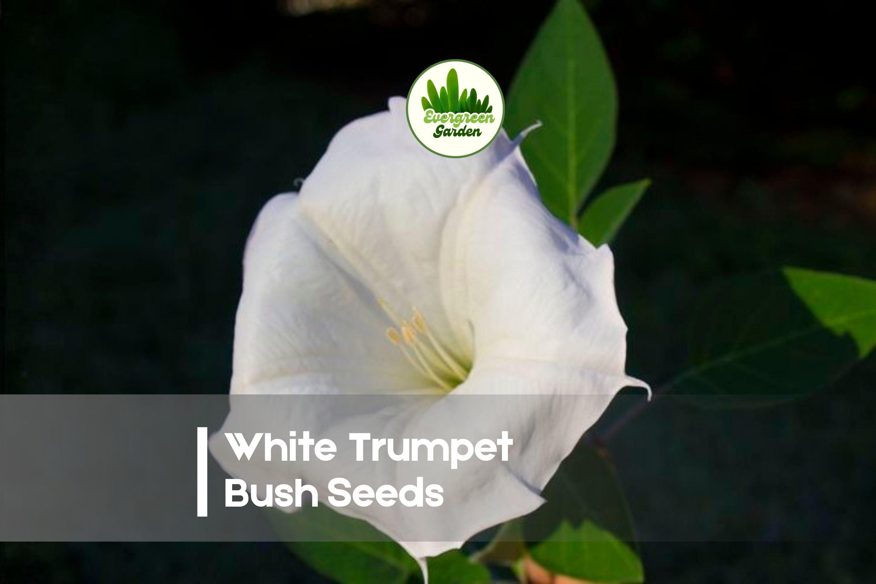 White Trumpet Bush Seeds - 20 Pack for Ornamental Shrubs, Flowering Hedges, Bright White Trumpet Blooms, Tropical Garden Planting