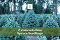 Colorado Blue Spruce Seedlings – Live Evergreen Trees, Picea pungens, Silvery-Blue Needles, Cold-Hardy, Landscaping, Reforestation