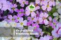 Virginia Stock Wildflower Seeds - 100 Pack, Fragrant, Pastel Blooms, Malcolmia maritima, Annual for Borders & Cottage Gardens