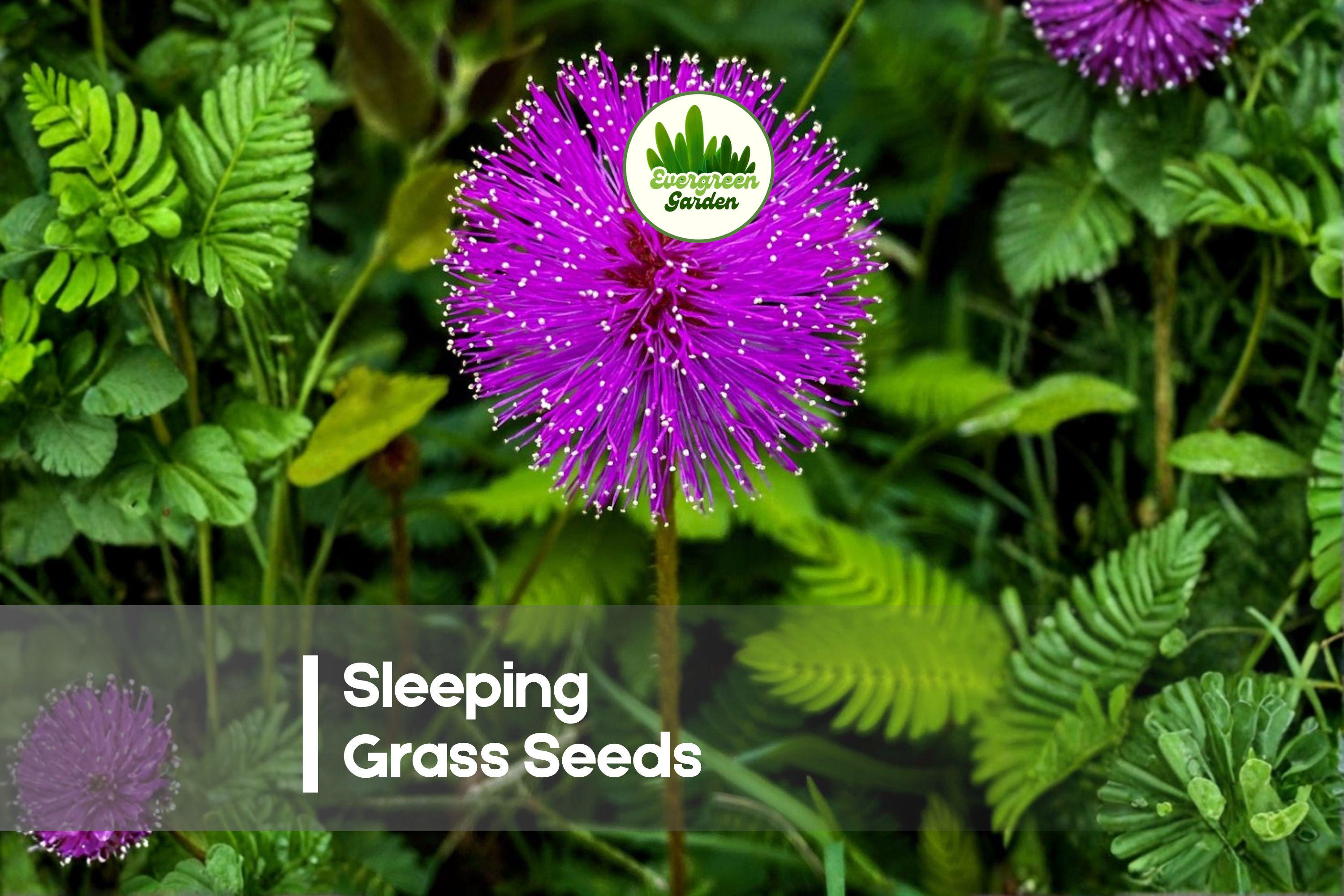 Sleeping Grass Seeds - Mimosa pudica, Touch-Responsive Perennial, Pink Blooms, 50 Seeds