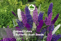 100 Mixed Colors Butterfly Bush Seeds | Buddleia davidii Flowering Shrub for Pollinator Gardens & Borders