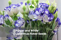 20 Purple and White Lisianthus Seeds - Eustoma grandiflorum Pelleted Flowers for Borders, Containers, Cut Flowers