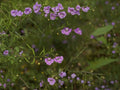 Agalinis tenuifolia Slender False Foxglove Seeds | Native Wildflower for Prairie & Meadow Gardens