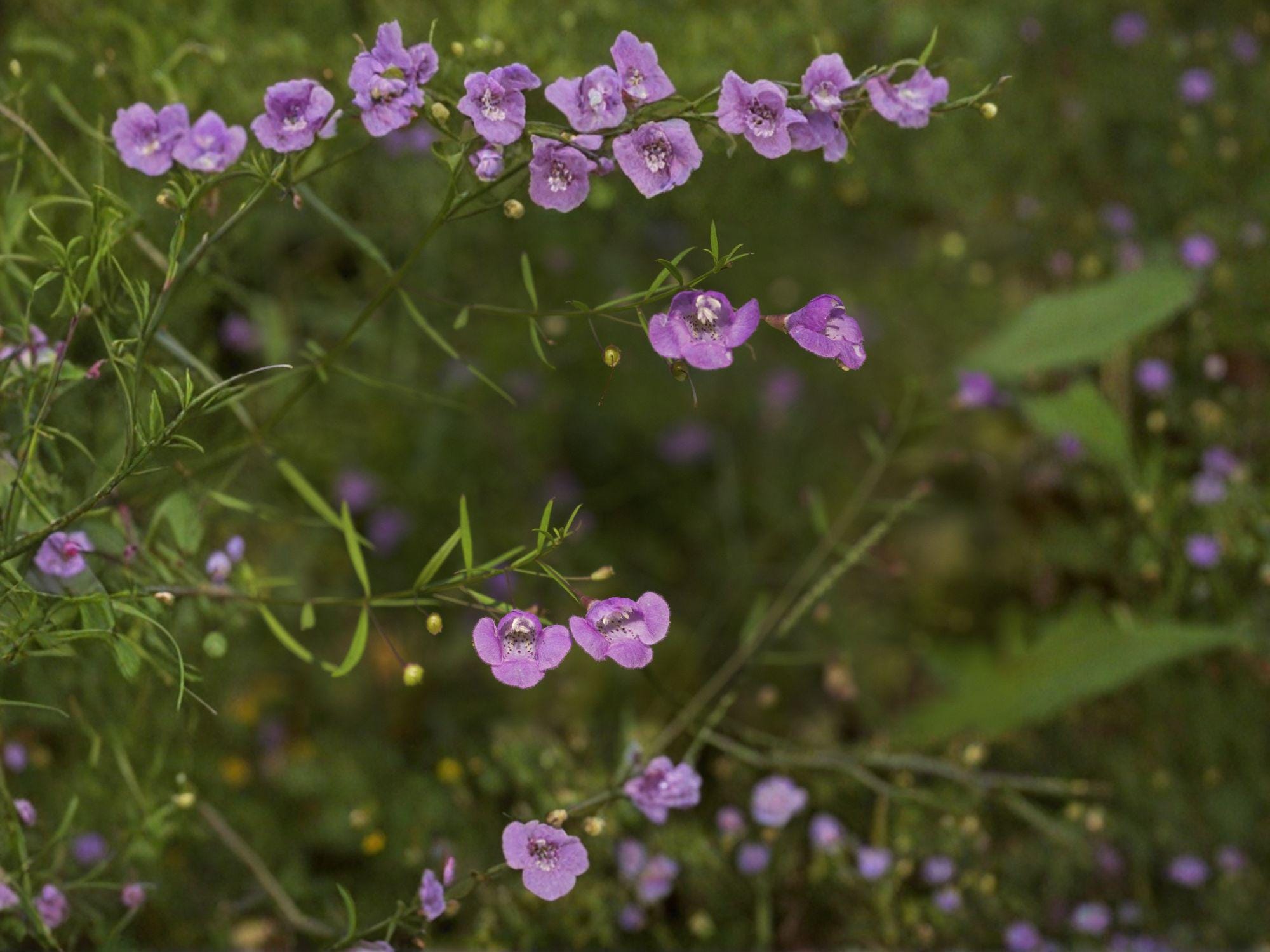 Agalinis tenuifolia Slender False Foxglove Seeds | Native Wildflower for Prairie & Meadow Gardens