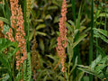 Great Water Dock Seeds – Native Wetland Perennial for Rain Gardens & Streambanks – Rumex orbiculatus, 100 Seeds