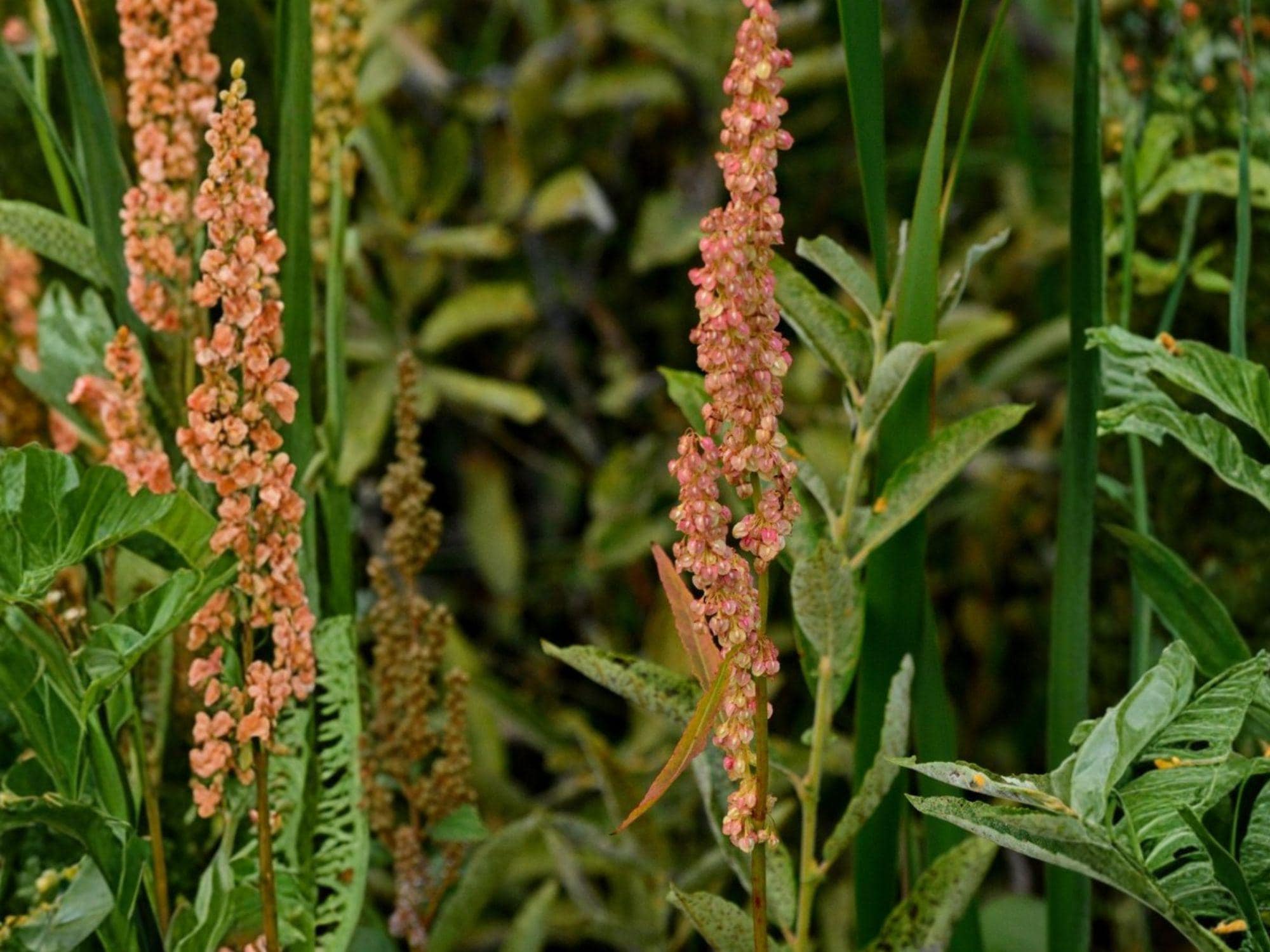 Great Water Dock Seeds – Native Wetland Perennial for Rain Gardens & Streambanks – Rumex orbiculatus, 100 Seeds