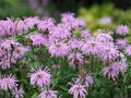 Wild Bergamot Seeds | Native Perennial Flower | Monarda fistulosa Pollinator Garden Favorite | 100 Seeds