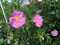 Swamp Rose Seeds | Native Wetland Rose | Pollinator & Wildlife Plant | Rosa palustris | Perennial Shrub