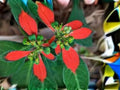 Euphorbia cyathophora Fire-on-the-Mountain Seeds – Native Annual Wildflower with Red, Green Foliage – 10 Seeds