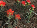 Castilleja angustifolia Indian Paintbrush Seeds – Native Prairie Wildflower, Bright Red-Orange Bracts, Pollinator-Friendly, 100 Seeds