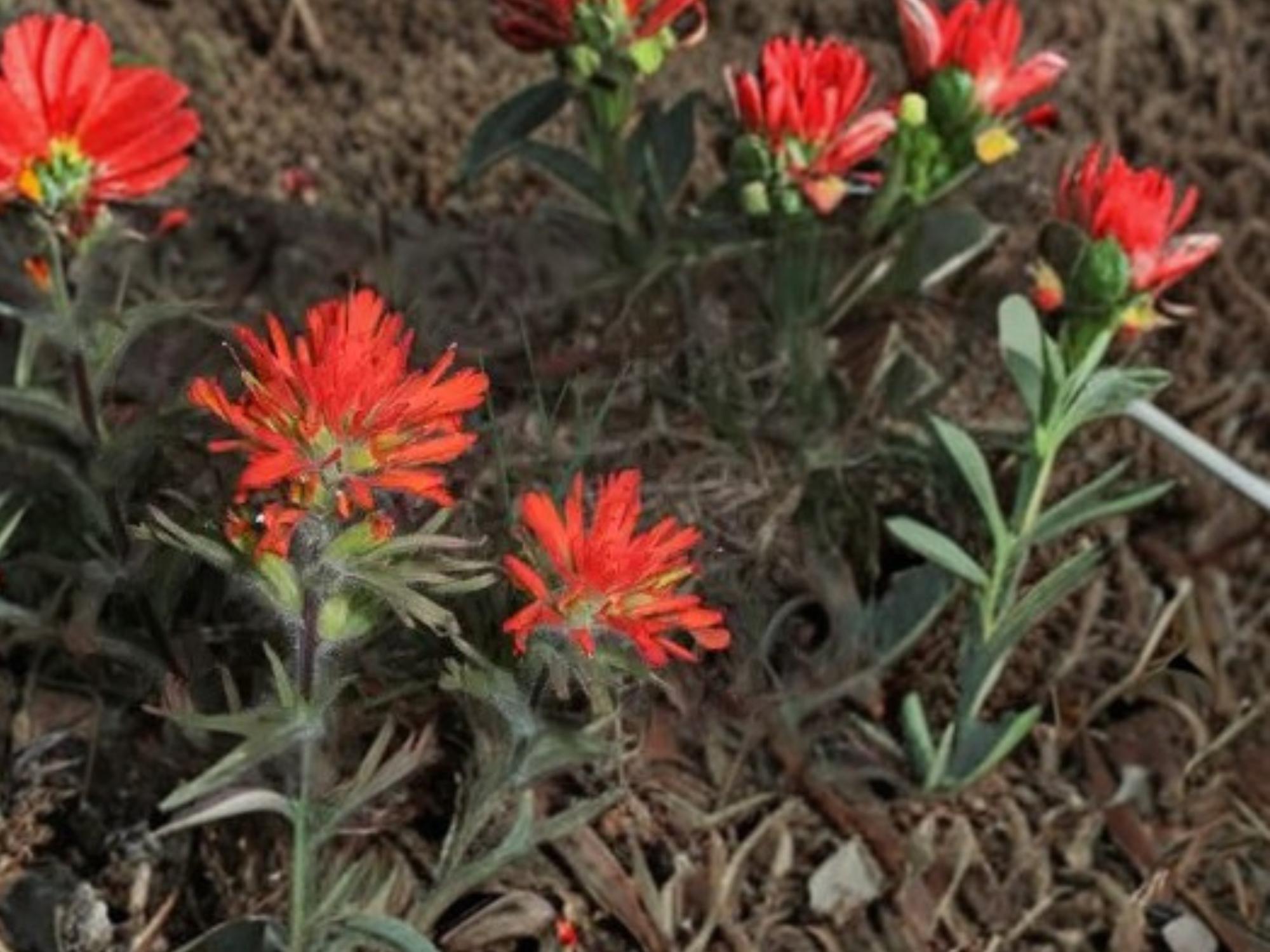Castilleja angustifolia Indian Paintbrush Seeds – Native Prairie Wildflower, Bright Red-Orange Bracts, Pollinator-Friendly, 100 Seeds