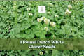 Dutch White Clover Seeds 1lb | Trifolium repens Groundcover for Lawns & Gardens