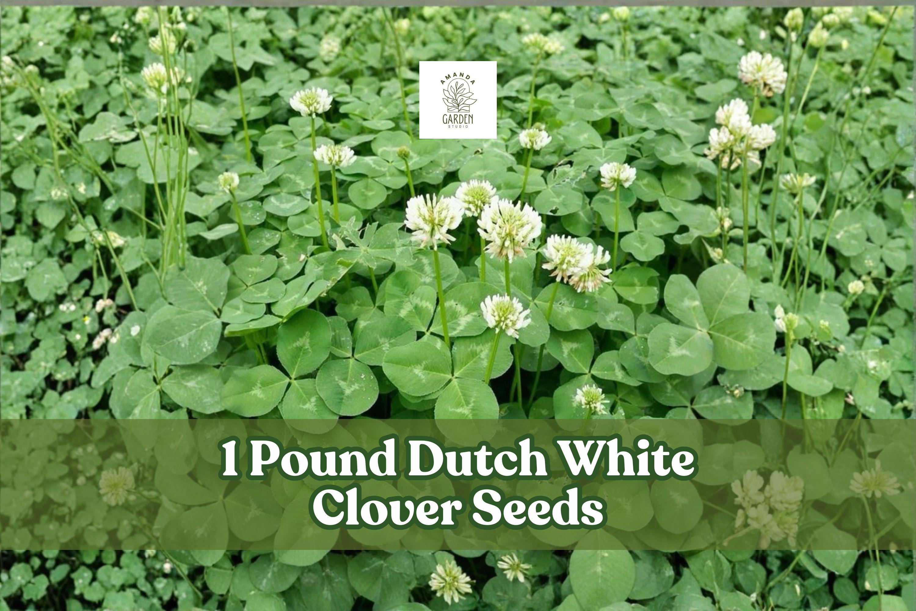 Dutch White Clover Seeds 1lb | Trifolium repens Groundcover for Lawns & Gardens