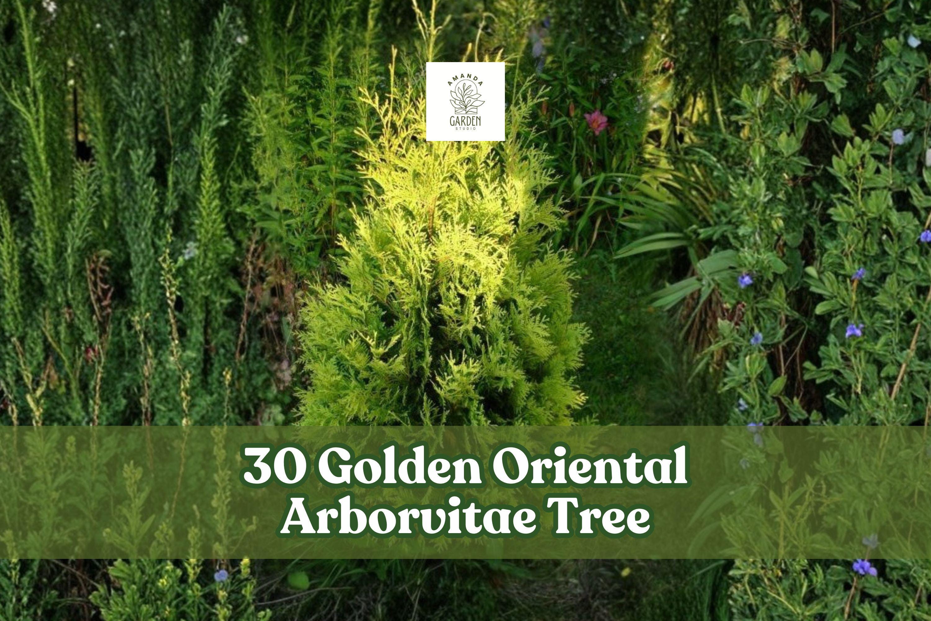 Golden Oriental Arborvitae Seeds | Platycladus orientalis ‘Aurea’ | Evergreen Ornamental Conifer for Hedges & Landscape