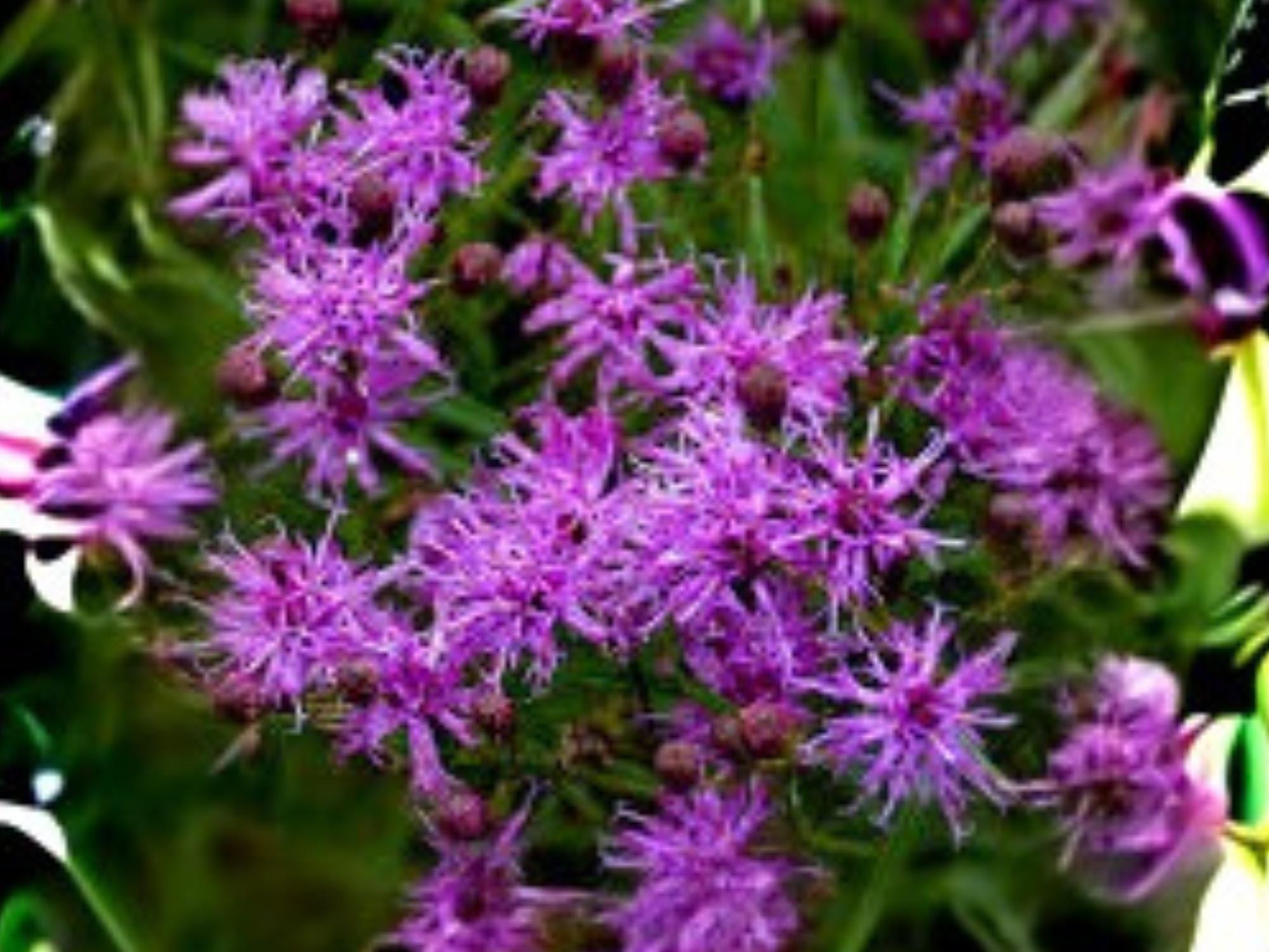 Vernonia angustifolia Tall Ironweed Seeds – Native Perennial Wildflower with Purple Fall Blooms – 100 Seeds