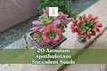 20 Aeonium spathulatum Succulent Seeds | Rosette, Compact, Indoor & Container Planting | Ornamental Succulent Seeds
