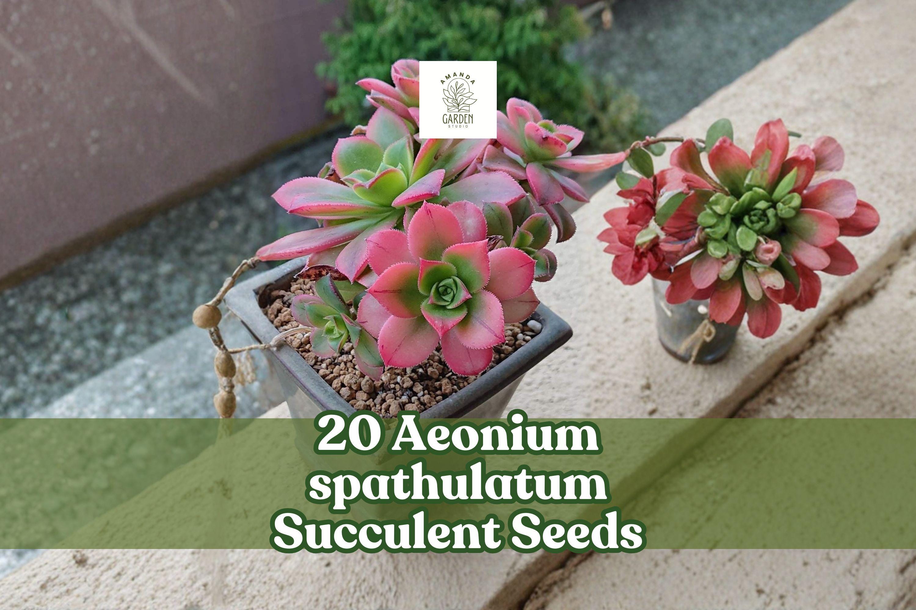 20 Aeonium spathulatum Succulent Seeds | Rosette, Compact, Indoor & Container Planting | Ornamental Succulent Seeds