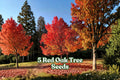 Red Oak Tree Seeds for Planting | Quercus rubra | Deciduous Hardwood, Landscape & Bonsai Seeds, 5 Pack